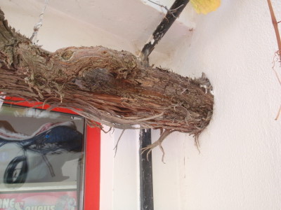 Same vine growing out the outside of the Restaurante.